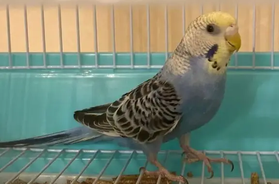 Пропала птица на ул. Коновалова, Москва