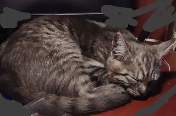 Пропала кошка, Краснознамённая 68, Урюпинск