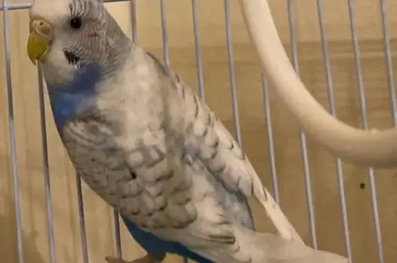 Пропал попугай Стич, ул. Коновалова, Москва