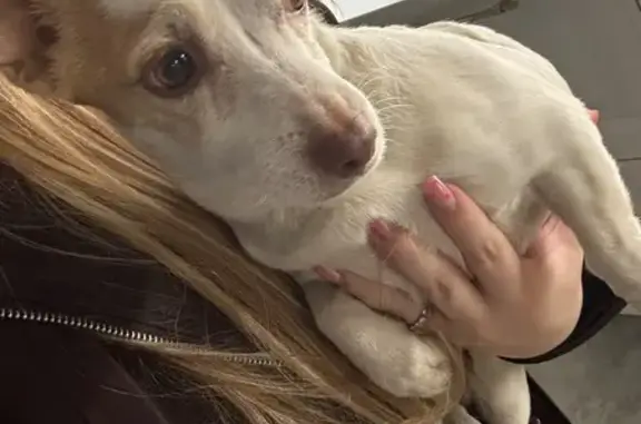 Собака найдена в Купавна Лайф-2, Балашиха