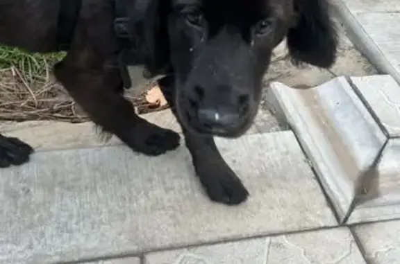 Потерянные животные Таганрог, фото: Пропала собака, 6-я аллея, 269, Таганрог