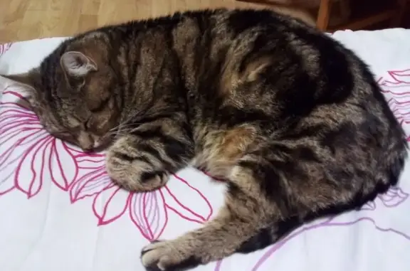 Кошки потеряшки, Зеленоградск, фото: Потеряшка кошка, Садовая ул. 28, Зеленоградск