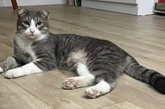 Найдена кошка, Ростов-на-Дону, фото: Кошка найдена: Театральный проспект, 47