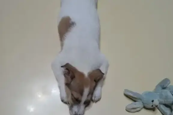 Найдена собака, , фото: Собака найдена у 