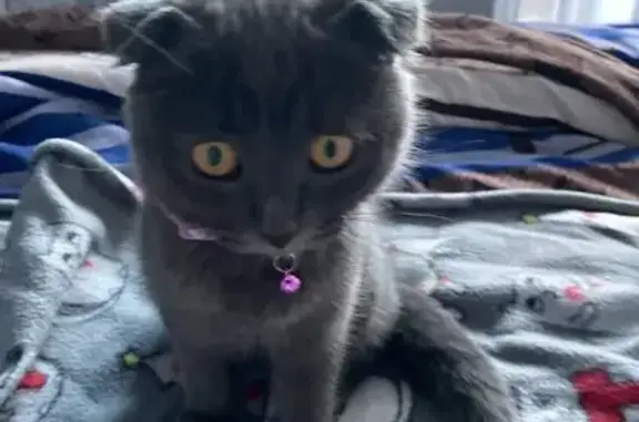 Пропала кошка, Вострецова 5, Уфа