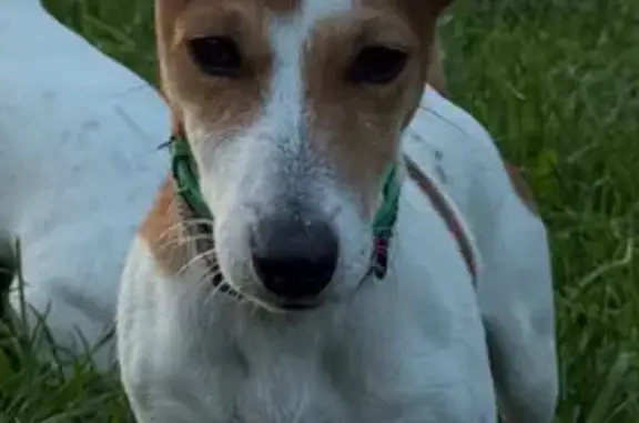 Пропал Джек Рассел в Пасово, Кутузова 54