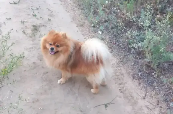 Пропала собака на ул. Засекина, Волгоград