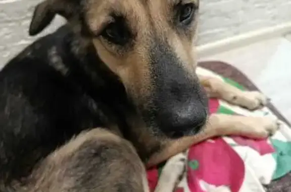 Пропала собака, ул. Яна Фабрициуса, Псков