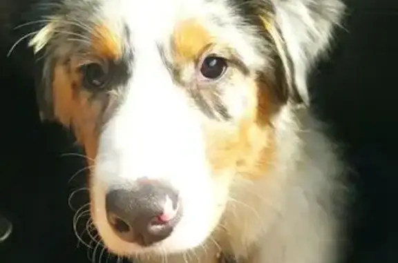 Собаки потеряшки, Новокузнецк, фото: Потеряшка собака, ул. Франкфурта, Новокузнецк