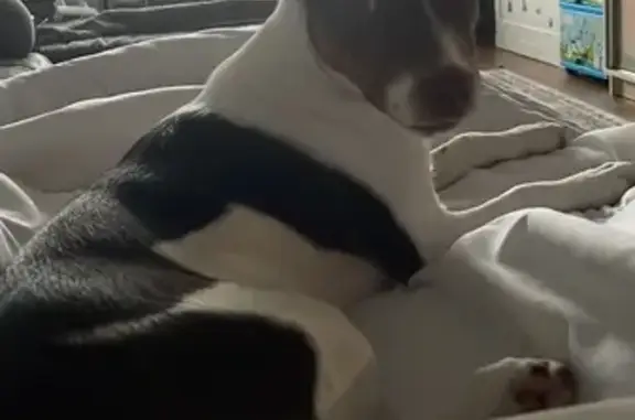 Собака найдена: ул. Олеко Дундича, 21