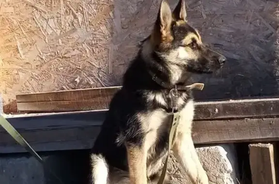 Пропала собака, Сыктывкар, Коми