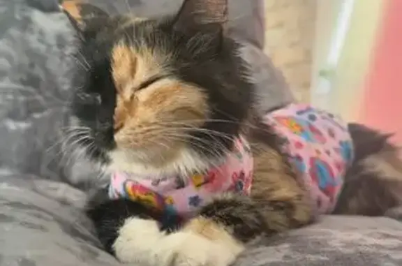Пропала кошка, Московская ул., 4, Джанкой
