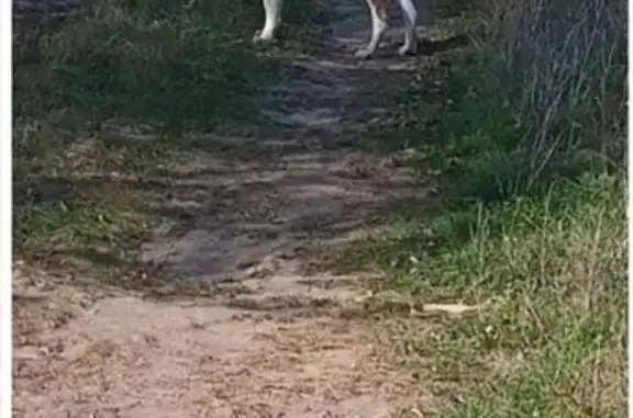 Найдена собака, , фото: Собака найдена, Лаишево, Татарстан