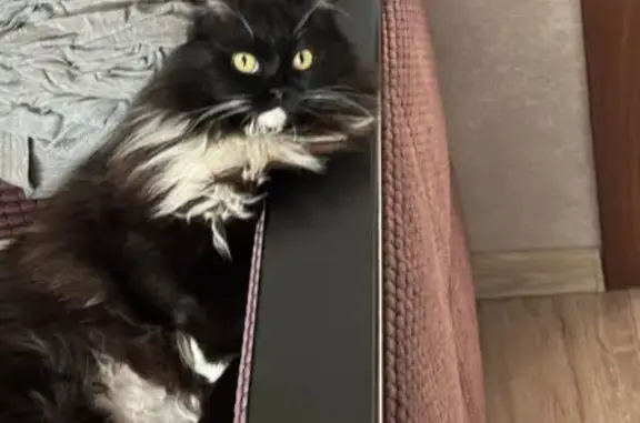 Кошки потеряшки, Пенза, фото: Потеряшка кошка, ул. Кулибина, 13, Пенза