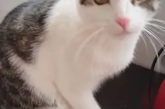 Пропала кошка, Череповец, Вологодская обл.