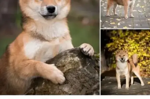 Пропала собака, Совнаркомовская 13, НН