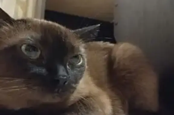 Пропала кошка, Таёжная ул. 5, Излучинск