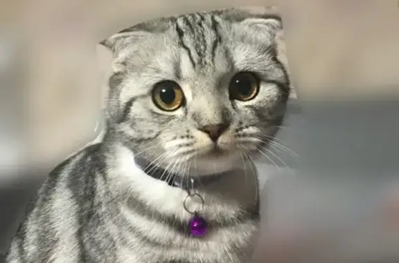 Кошки потеряшки, Москва, фото: Потеряшка кошка, ул. Малышева 17/14, Москва