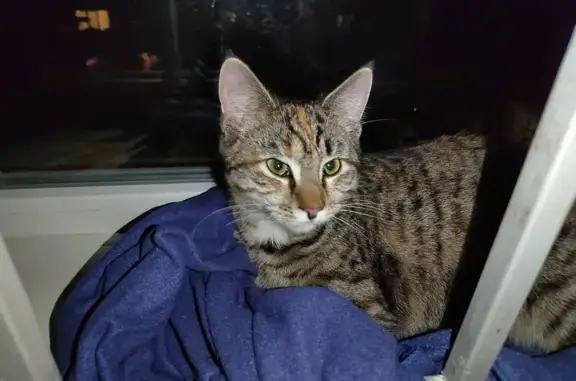 Найдена кошка, Архангельск, фото: Найдена кошка, пр. Ломоносова, Архангельск