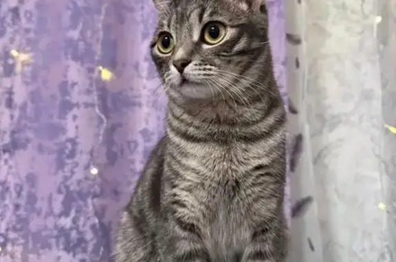 Кошки потеряшки, Иншинский, фото: Потеряшка кошка, ул. Горшкова, 9 к1, Иншинский