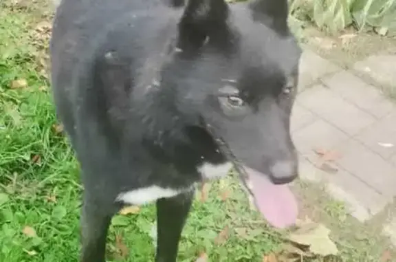 Найдена собака, Московская область, фото: Найдена собака в Старо, МО