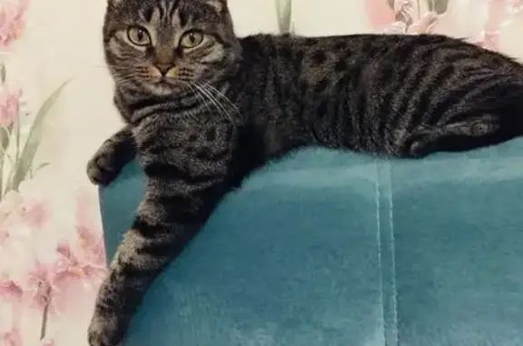 Пропала кошка, Песочня, Р125