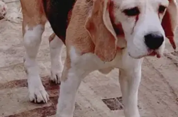 Пропала собака, Бегуницкое поселение