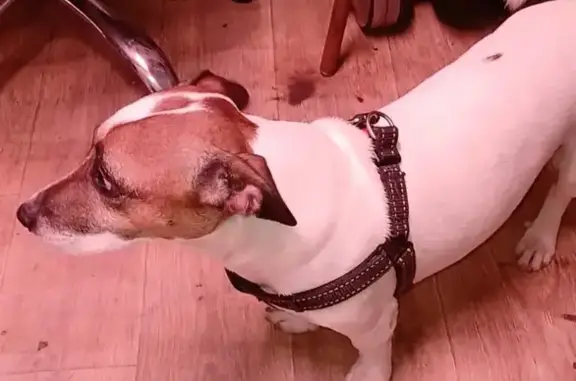 Собаки потеряшки, Щёлково, фото: Потеряшка собака, Первомайская ул., Щёлково