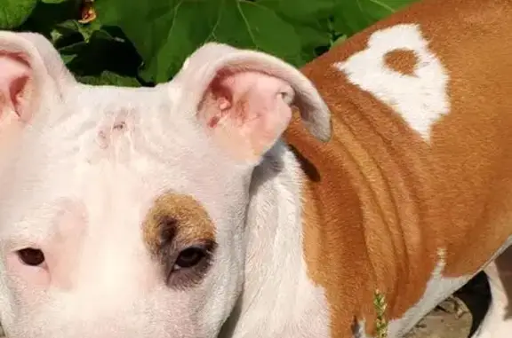 Собаки потеряшки, Красноярск, фото: Потеряшка собака, ул. Коммунистическая, 28