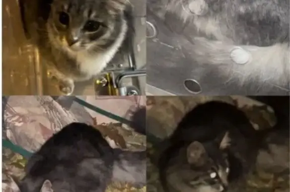 Кошка найдена: Москва, ул. Лазо