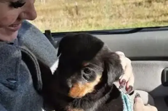 Пропала собака, Чита, 2-я Элеваторная