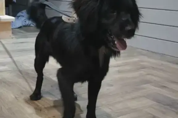 Найдена собака, Ленинградская область, фото: Найден мальчик в СНТ Антракт, Рощино