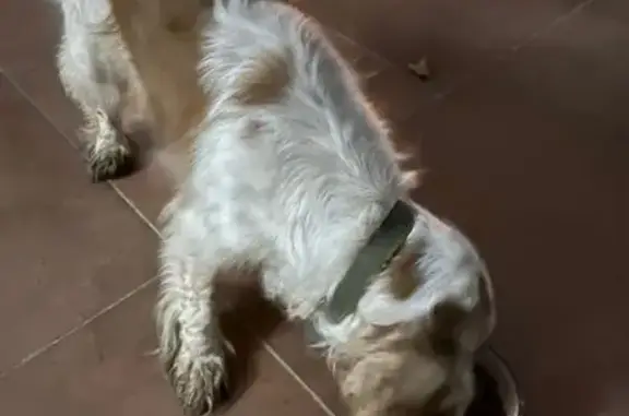 Спаниель найден, ул. Ленина, 9, Геленджик