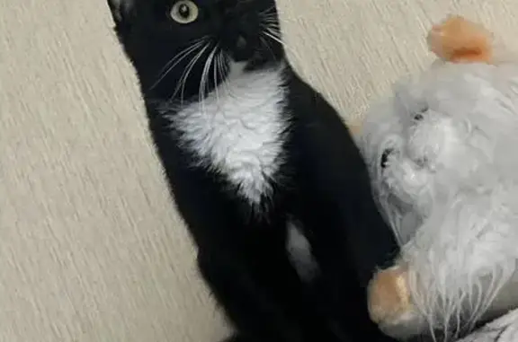 Кошки потеряшки, Москва, фото: Потеряшка кошка, Новомарьинская ул., Москва