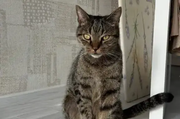 Найдена кошка, Казань, фото: Найдена кошка, ул. Абсалямова, Казань