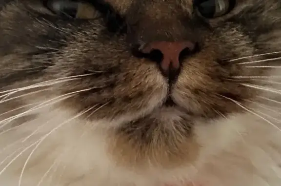 Найдена кошка, Гродно, фото: Кошка найдена, Молодая ул., Гродно