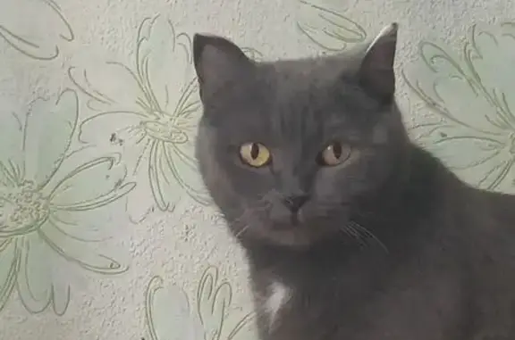 Пропала кошка, Крёково, Центр. ул., 45А