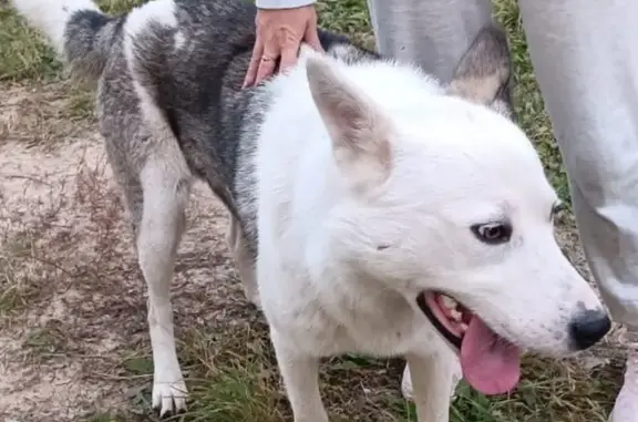 Найдена собака, Хабаровск, фото: Собака найдена, ул. Ворошилова 6, Хабаровск