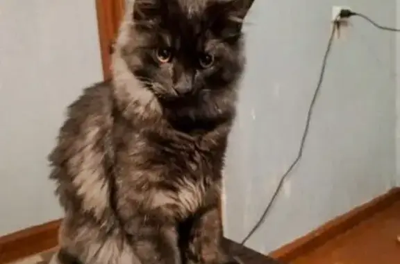 Кошки потеряшки, Петропавловск-Камчатский, фото: Потеряшка кошка, Комсомольская ул., ПК