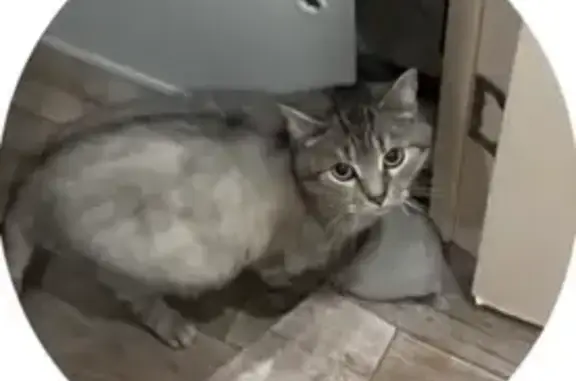 Кошки потеряшки, Пенза, фото: Потеряшка кошка, ул. Герцена, 17, Пенза