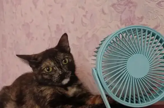 Пропала кошка, пр. Мира 106А, Омск