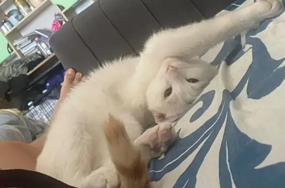 Кошки потеряшки, Астана, фото: Потеряшка кошка, Ушкопир 13, Астана