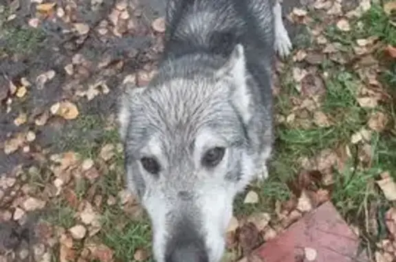 Собака найдена: Крымская ул., 143, Томск