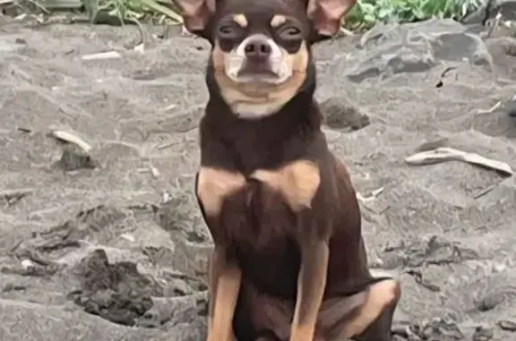 Собаки потеряшки, Южно-Сахалинск, фото: Потеряшка собака, Интернатский пер. 8