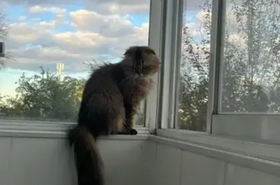 Найдена кошка, ул. Груднова, 1 к1, Хабаровск