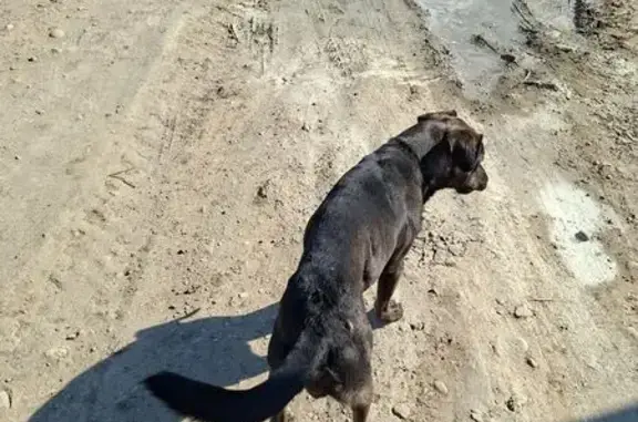 Собака найдена: Старокорсунская, Краснодар