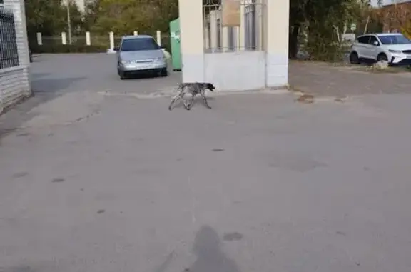 Найдена собака, Волгоград, фото: Собака найдена на 2-й Динамовской, Волгоград