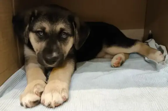 Найдена собака, Тула, Патронная 105