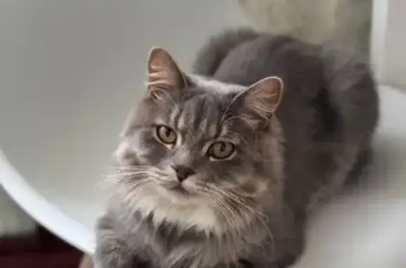 Кошки потеряшки, , фото: Потеряшка кот у супермаркета, Партизанская 11