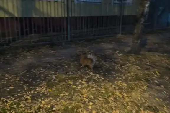 Шпиц найден на ул. Власова, Люберцы